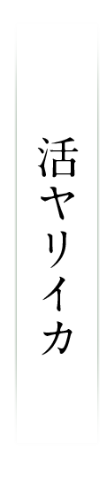 活ヤリイカ